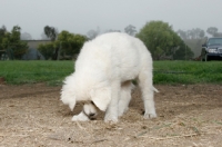 Picture of Maremma Sheepdog puppy digging
