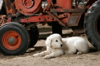 Picture of Maremma Sheepdog puppy near tractor