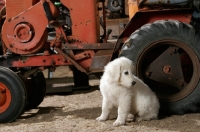Picture of Maremma Sheepdog puppy sitting near tractor