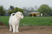 Picture of Maremma Sheepdog puppy