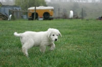 Picture of Maremma Sheepdog puppy