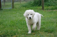 Picture of Maremma Sheepdog puppy