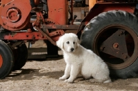 Picture of Maremma Sheepdog puppy