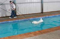 Picture of Maremma Sheepdog swimming