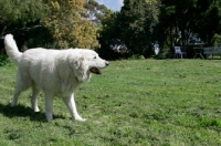 Picture of Maremma Sheepdog, walking