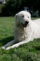 Picture of Maremma Sheepdog