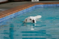 Picture of Maremma Sheepdog