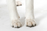 Picture of Maremma Sheepdog