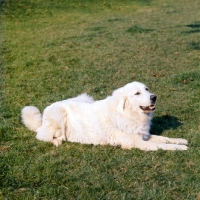 Picture of maremma sheepdog