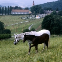 Picture of mares and foal with famous piber buildings in background