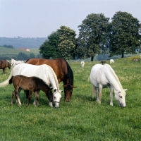 Picture of mares and foals at piber