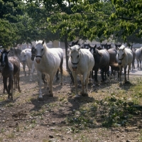 Picture of mares and foals leaving for pasture at lipica