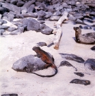 Picture of marine iguana and galapagos fur seal on hood island, galapagos islands