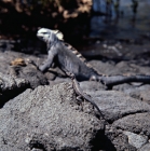 Picture of marine iguana and lava lizard on fernandina island, galapagos islands