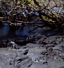 Picture of marine iguana in landscape of  lava, fernandina island, galapagos islands