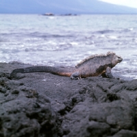 Picture of marine iguana looking out to sea on isabela island, galapagos islands