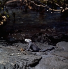 Picture of marine iguana on fernandina island, galapagos islands, rope lava, 