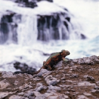Picture of marine iguana on hood island, galapagos islands