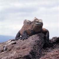 Picture of marine iguana on lava rock on isabela island, galapagos islands