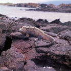 Picture of marine iguana on rocks on isabela island, galapagos islands