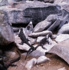 Picture of marine iguanas and swallow tailed gull on hood island, galapagos islands