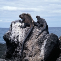 Picture of marine iguanas of different ages on isabela island, galapagos islands, looking out to sea together