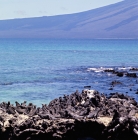 Picture of marine iguanas sunbathing on fernandina island, galapagos islands