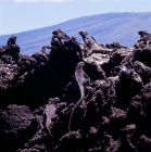 Picture of marine iguanas sunbathing on lava on fernandina island, galapagos islands