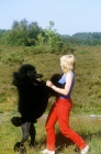 Picture of marita rogers with standard poodle champion montravia tommy gun,bis crufts