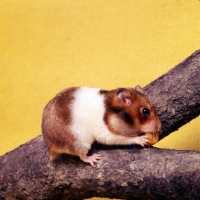 Picture of marked golden banded satinized hamster eating a nut