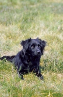 Picture of Markiesje lying in grass