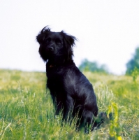 Picture of Markiesje sitting on grass