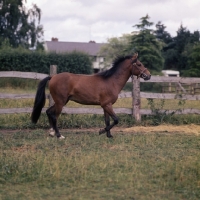 Picture of maroun, caspian pony stallion trottingat hopstone stud full body