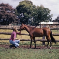 Picture of maroun, caspian pony stallion with owner at hopstone stud