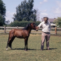 Picture of maroun, caspian pony stallion with man 