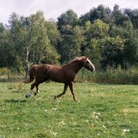 Picture of Martini, Frederiksborg stallion cantering