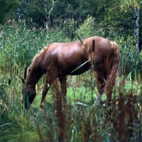 Picture of Martini, Frederiksborg stallion grazing among reeds