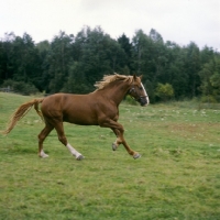 Picture of Martini, Frederiksborg stallion cantering across field running
