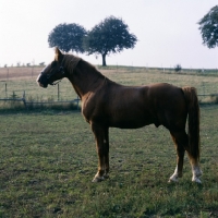 Picture of Martini, Frederiksborg stallion standing in field