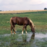Picture of Martini, Frederiksborg stallion drinking from shallow pond