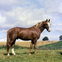 Picture of Martini, Frederiksborg stallion in Denmark