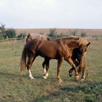 Picture of Martini, Tito Bregneb two Frederiksborg stallions competing for supremecy