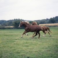 Picture of Martini, Tito Naesdal, two Frederiksborg stallions cantering across field