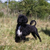 Picture of marujo d'albergaria, portuguese water dog in show trim