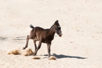 Picture of Marwari foal running in sand