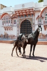 Picture of Marwari mare and foal at Rohet Garh
