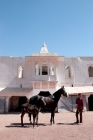 Picture of Marwari mare and foal in Rajastan, India