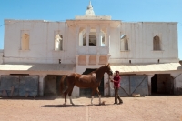 Picture of marwari mare at Rohet Garh, winner in the Chetri Marwari horse show