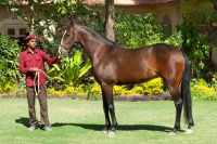 Picture of marwari mare in India