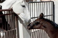 Picture of marwari mare smelling foal